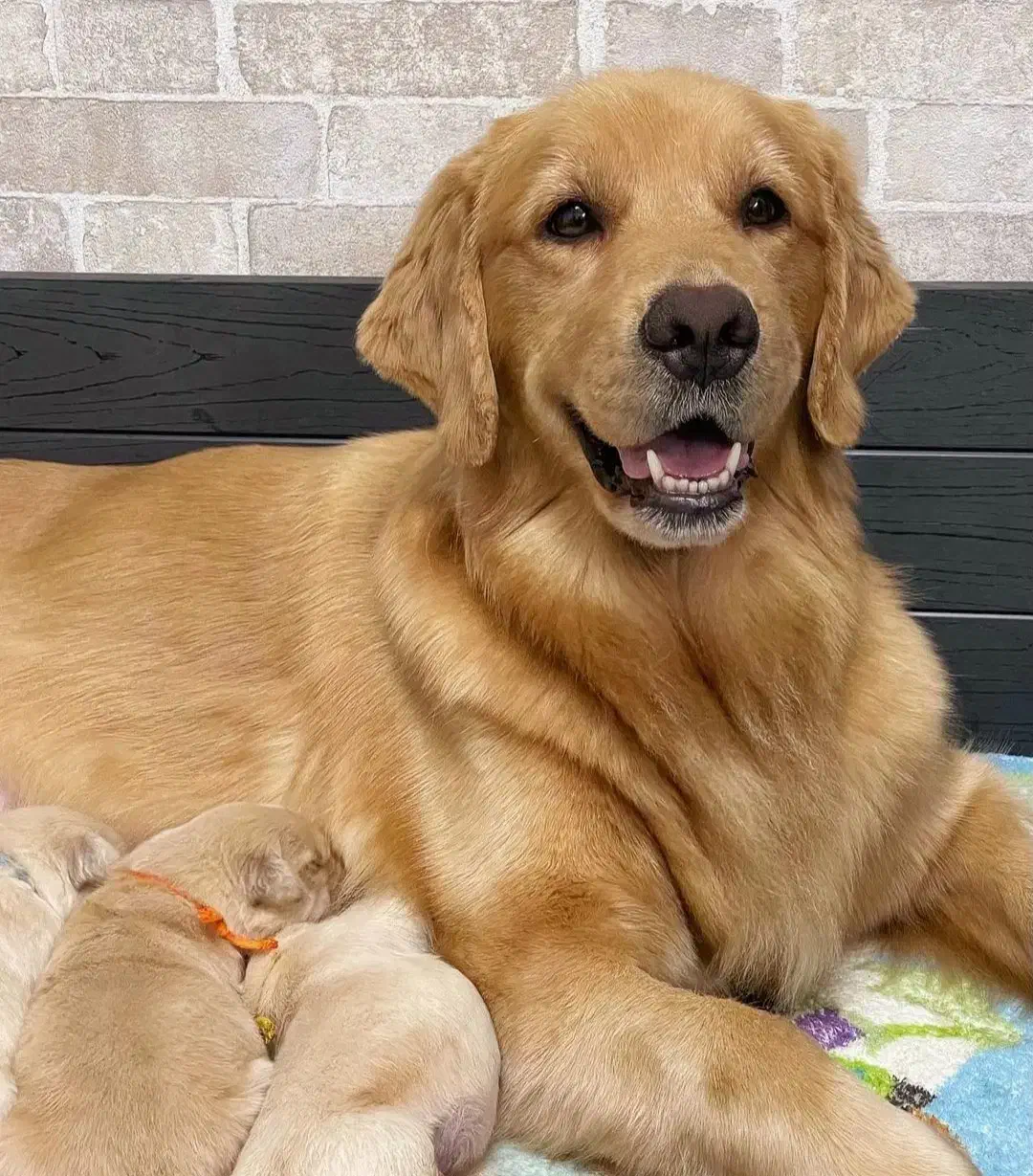 گلدن رتریور|سگ|تهران, پردیسان|دیوار