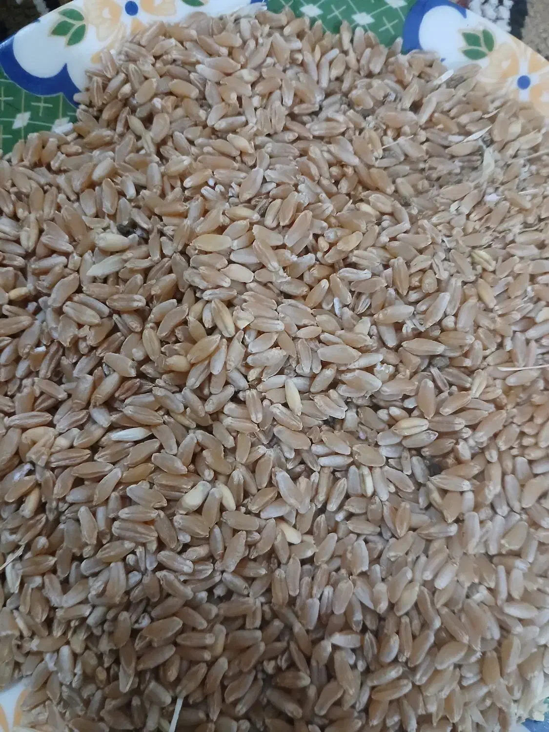 گندم درووم|عمدهفروشی|سرپل ذهاب, |دیوار