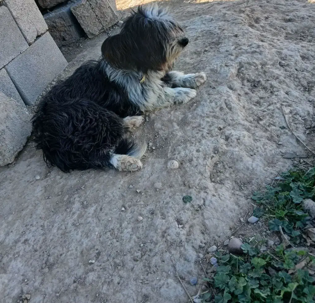 سگ خانگی|سگ|گتوند, |دیوار