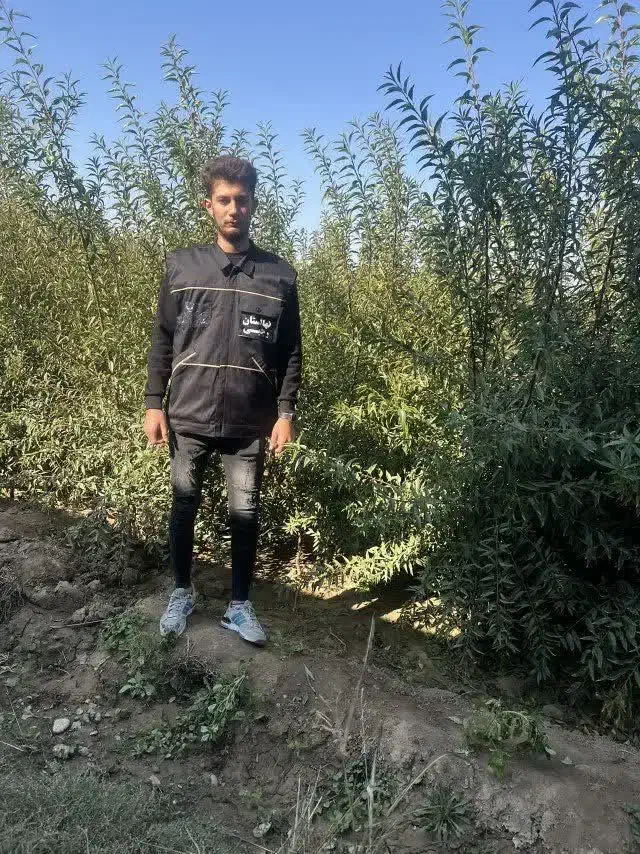 تولید و فروش بادام اسراییلی|خدمات باغبانی و درختکاری|روداب, |دیوار