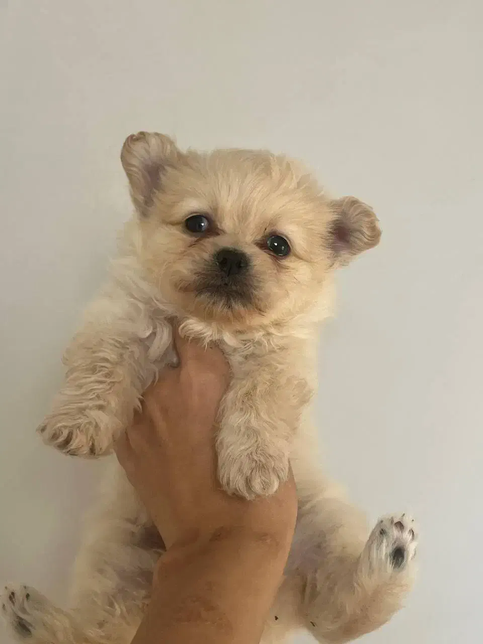 سگ پامر|سگ|مهاباد (آذربایجان غربی), |دیوار