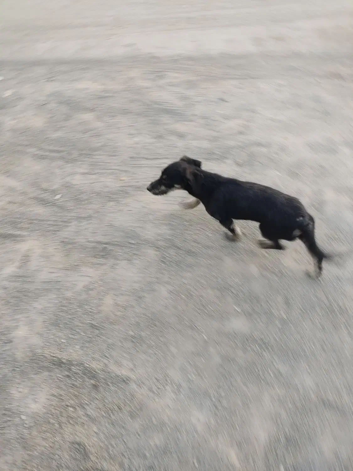 سگ خونگی مهربون|سگ|اصفهان, آفاران|دیوار