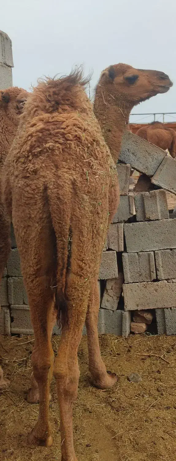 شتر،هاشی|حیوانات مزرعه|زیرکوه, |دیوار