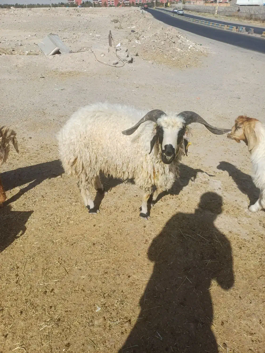 گوسفند زنده نر و ماده|حیوانات مزرعه|تبریز, |دیوار