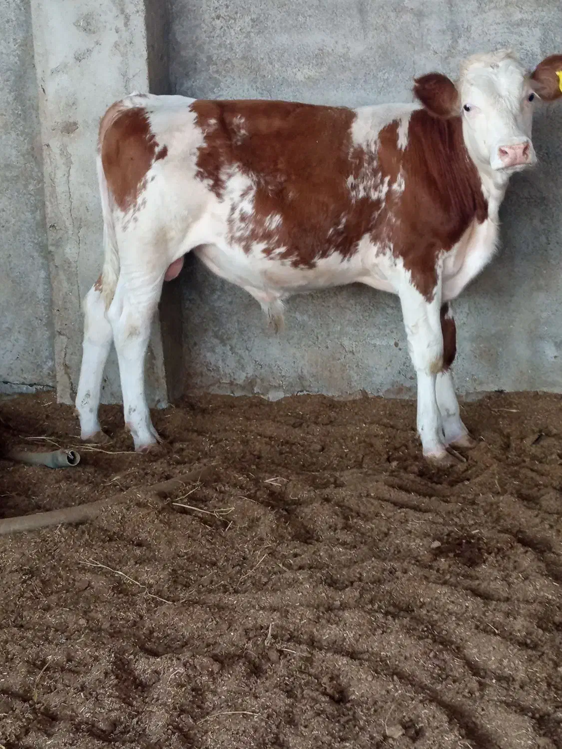 گوساله اصل سیمنتلل نرقرمز|حیوانات مزرعه|سنگدوین, |دیوار