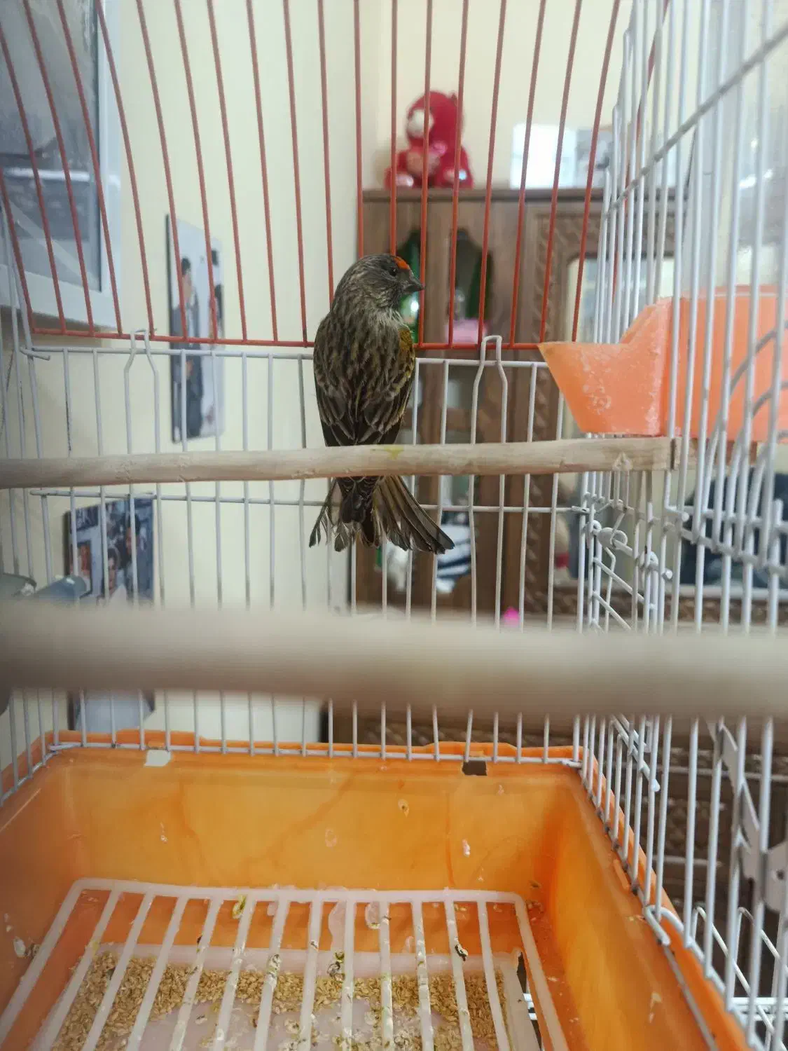 گلبسر نر|پرنده|تهران, مشیریه|دیوار