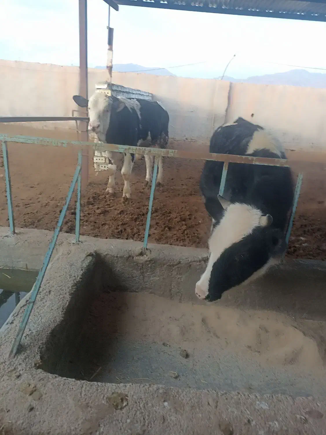 گوساله نر|حیوانات مزرعه|سده (خراسان جنوبی), |دیوار