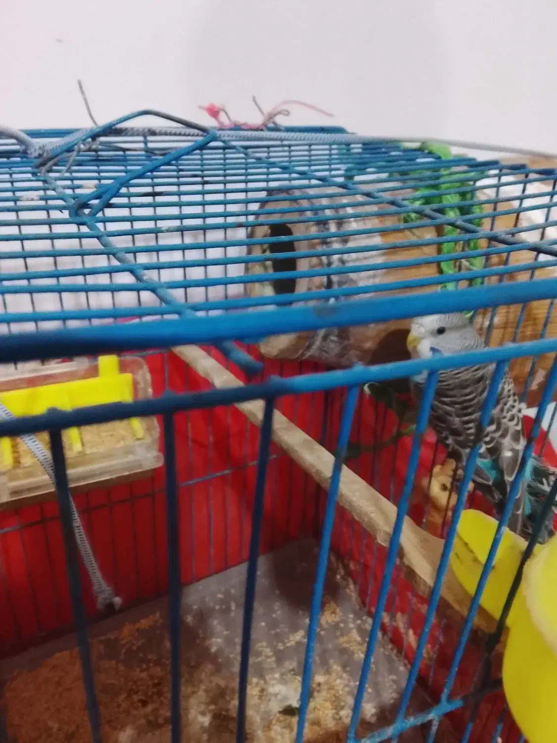 مرغ عشق با تخم|پرنده|گرگان, |دیوار