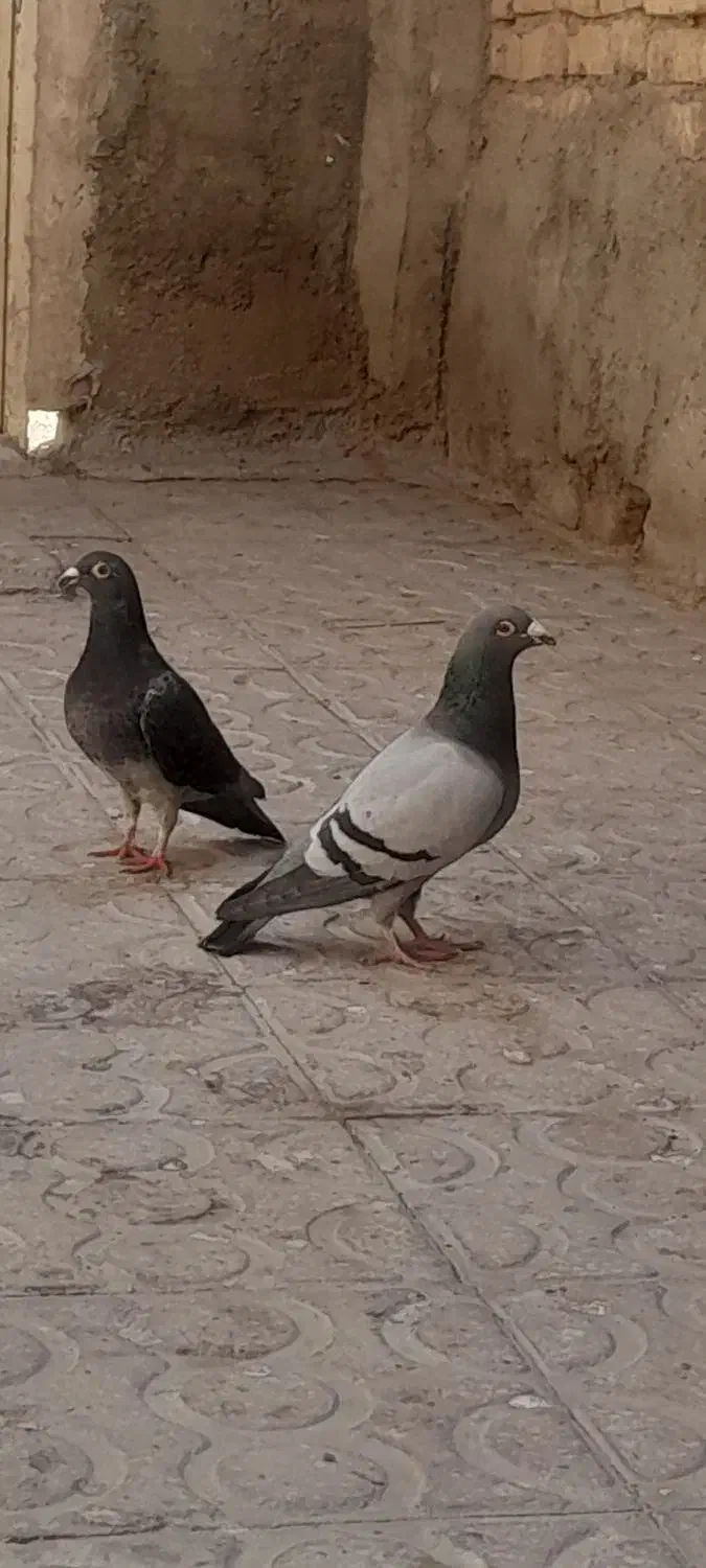 کبوتر|پرنده|حمیدیا, |دیوار