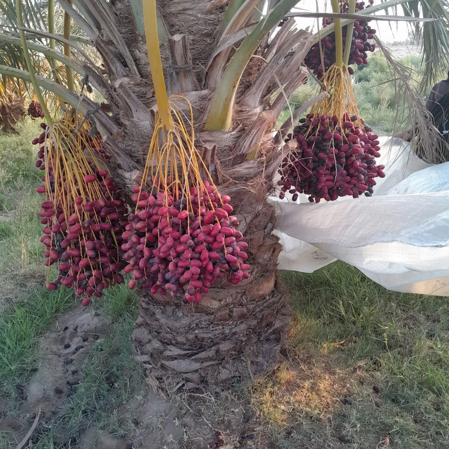 فروش یا اجاره آب و زمین کشاورزی|فروش دفتر صنعتی، کشاورزی، تجاری|ریگان, |دیوار