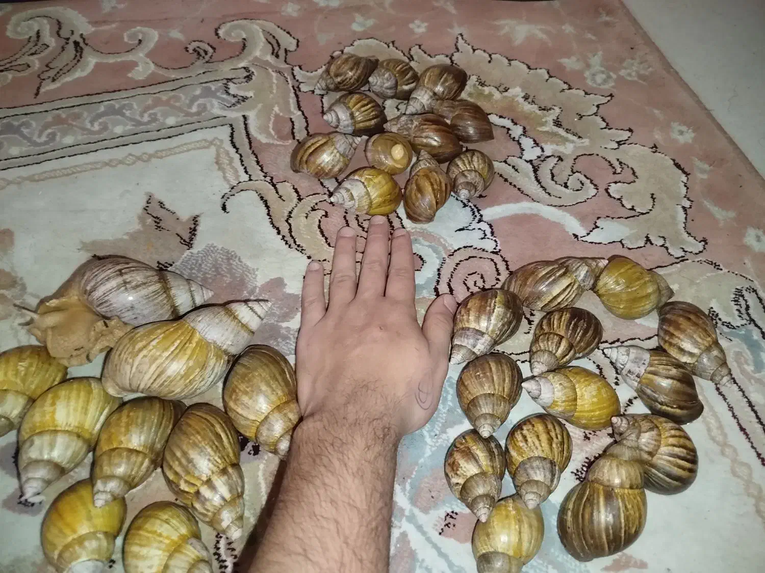 حلزون افریقایی و ترمیم کننده|خزنده|تهران, یافتآباد|دیوار