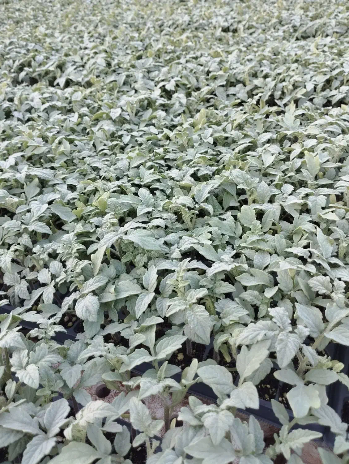 نشا بادمجان وگوجه  8320|خدمات باغبانی و درختکاری|کاکی, |دیوار