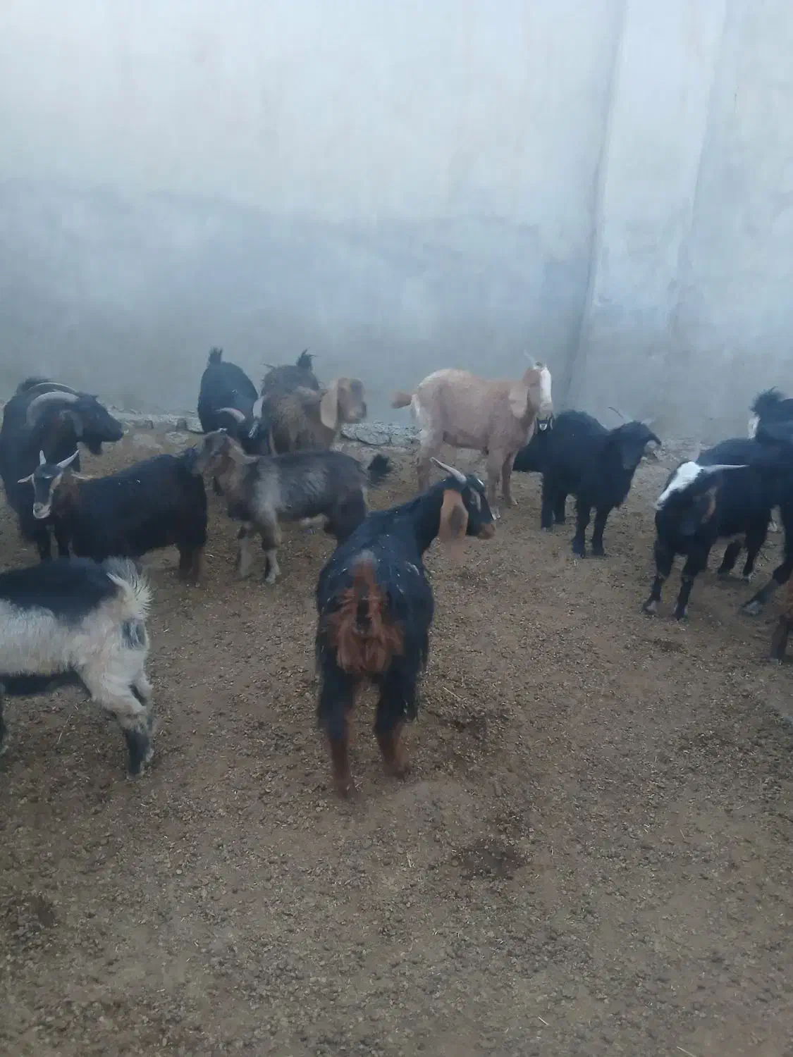 .بز|حیوانات مزرعه|پلدختر, |دیوار