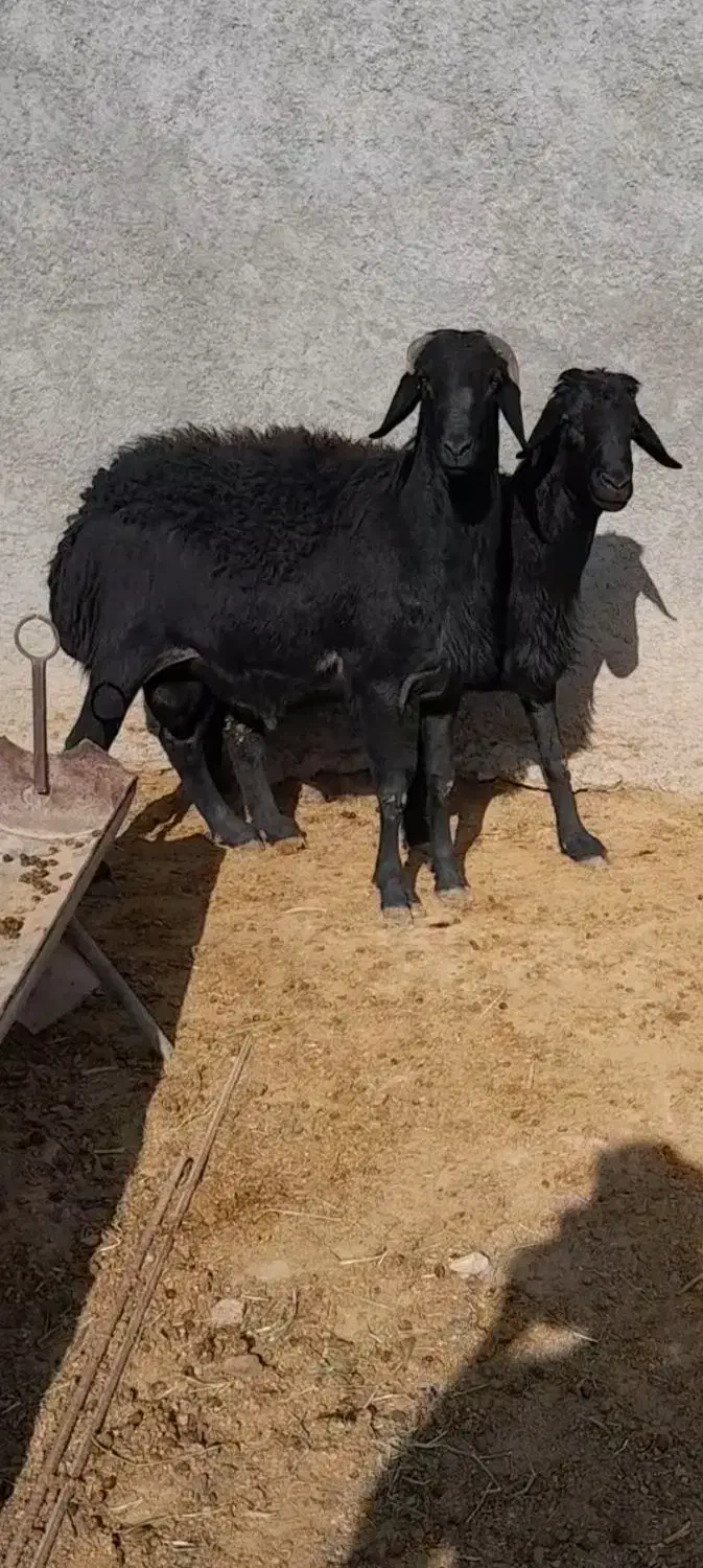 گوسفند|حیوانات مزرعه|قیدار, |دیوار