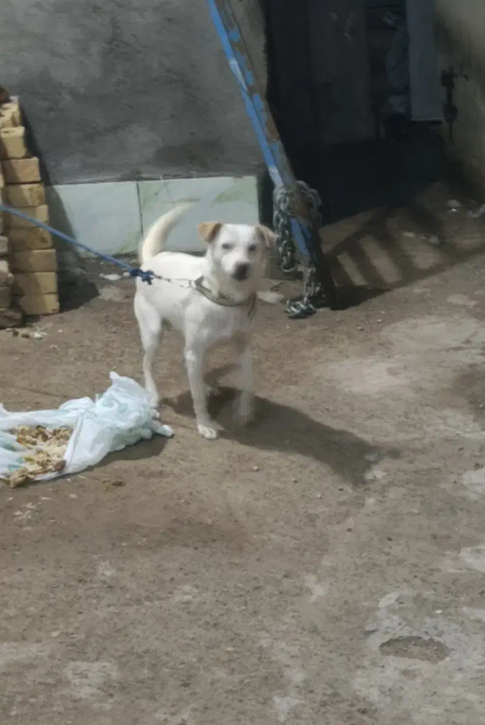 پاپی|سگ|تربت جام, المهدی|دیوار