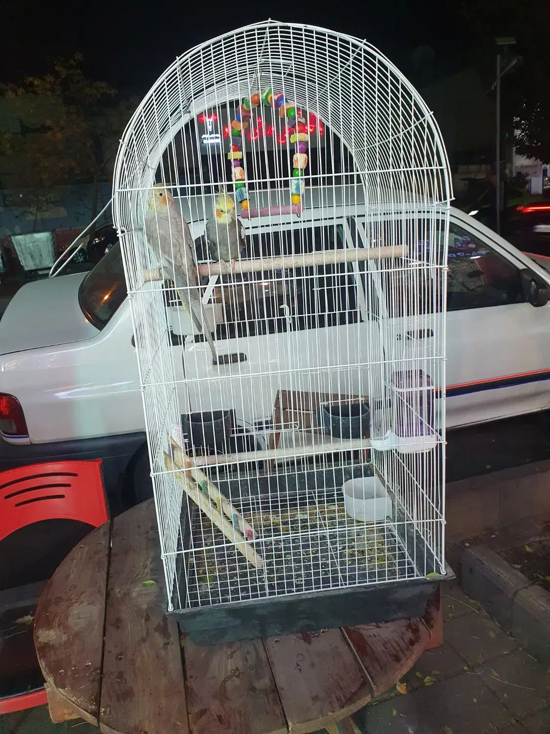 عروس هلندی|پرنده|تهران, امیریه|دیوار