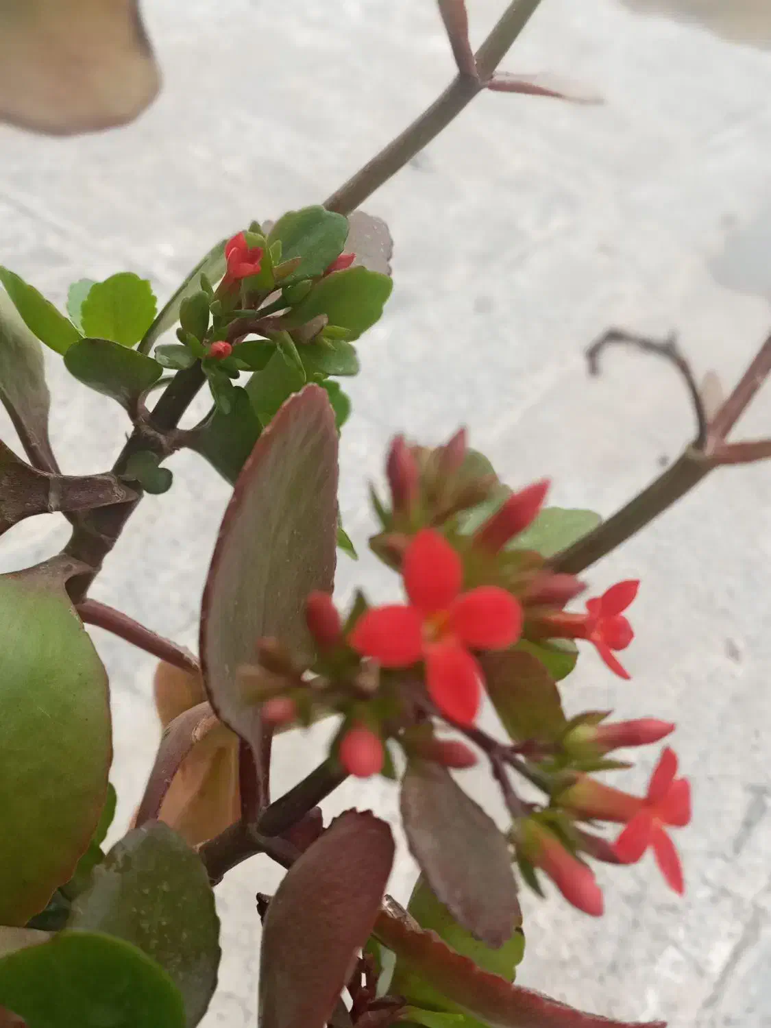 انواع گل|گل و گیاه طبیعی|قم, قلعه عموحسین|دیوار