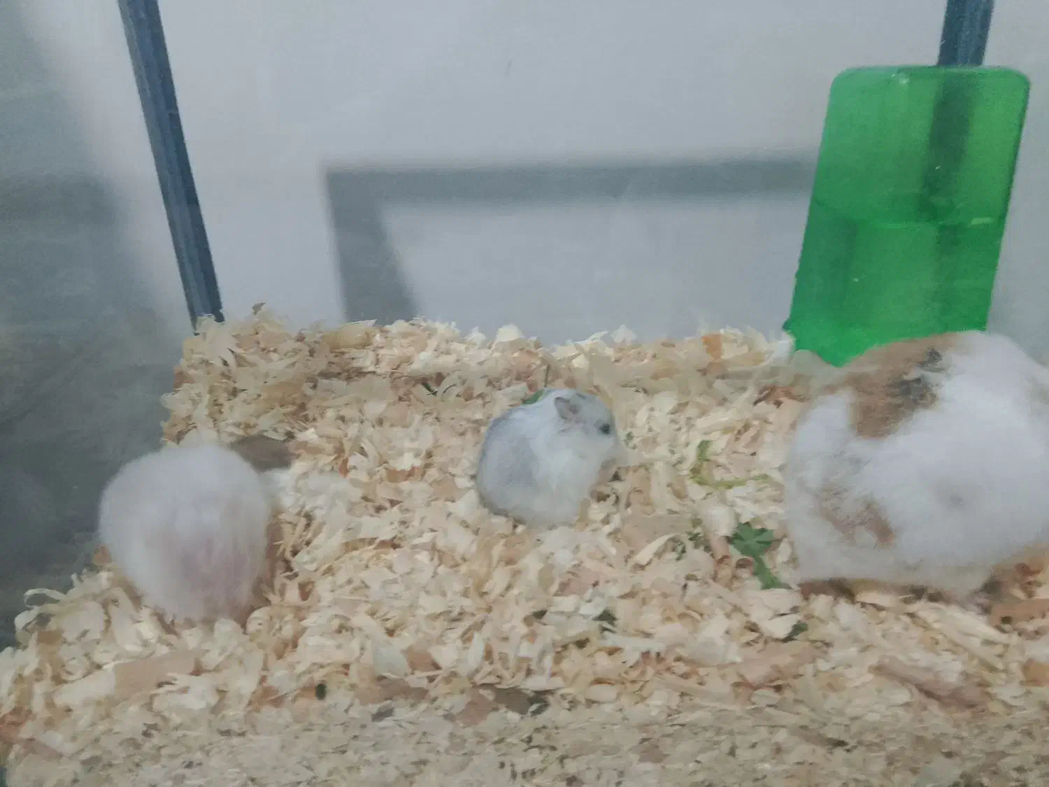 همستر|موش و خرگوش|شیراز, سلطان آباد|دیوار