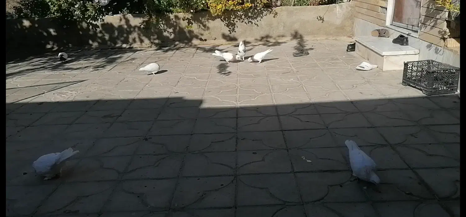 فروش سی عدد طوقی همه مدل دونه ای 500 هزار تومان|پرنده|استهبان, |دیوار