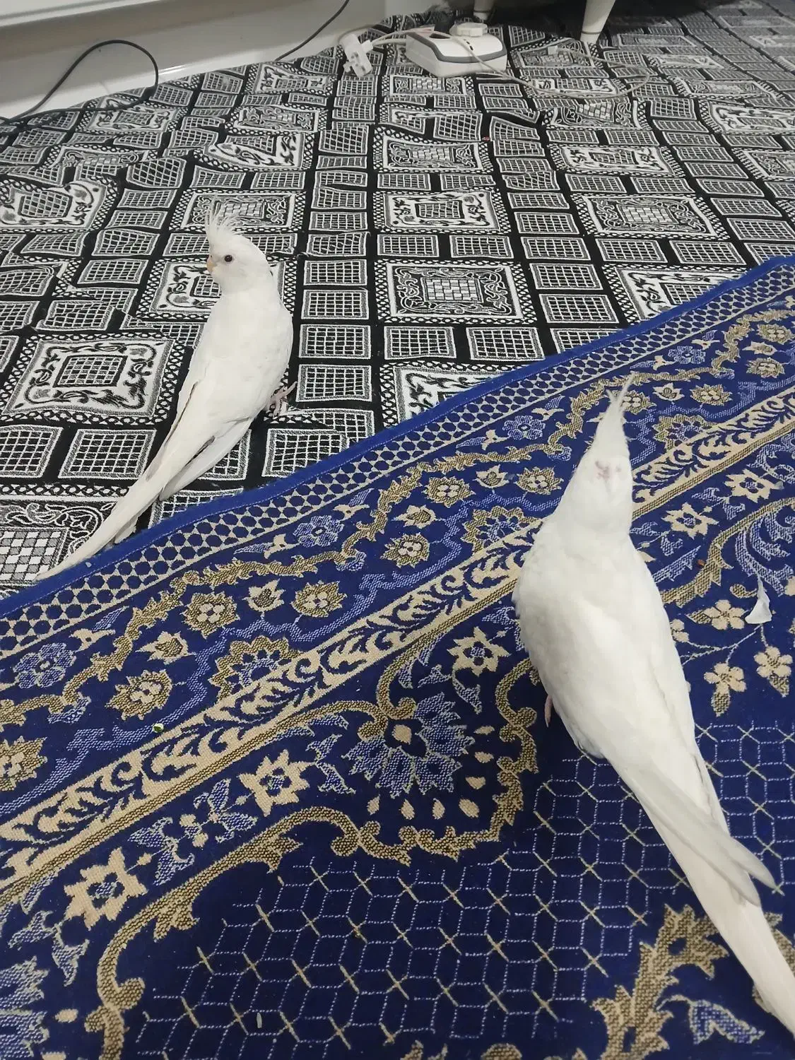 عروس هلندی البینو نر و ماده زیر قیمت|پرنده|تهران, منیریه|دیوار