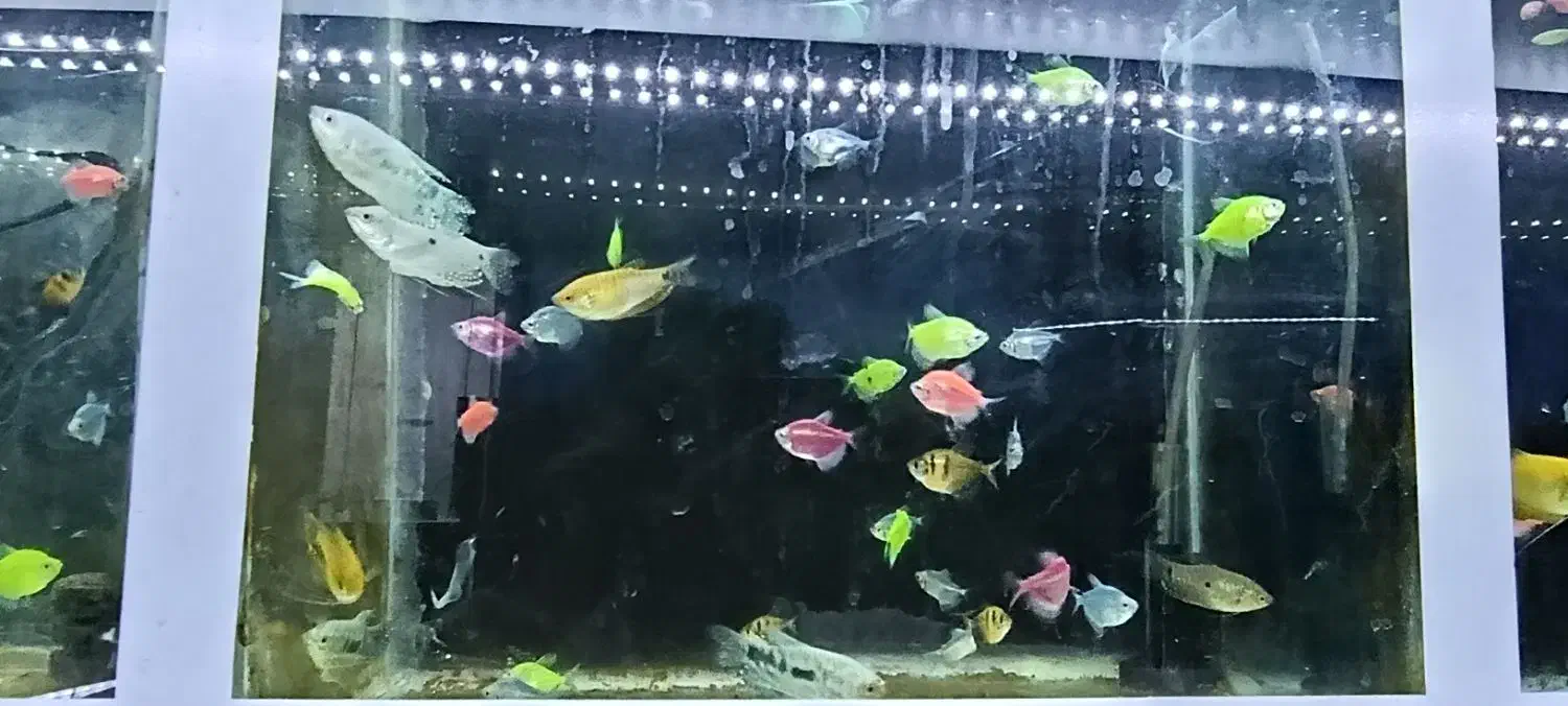 ماهی آکواریومی|ماهی|رشت, آب و برق|دیوار