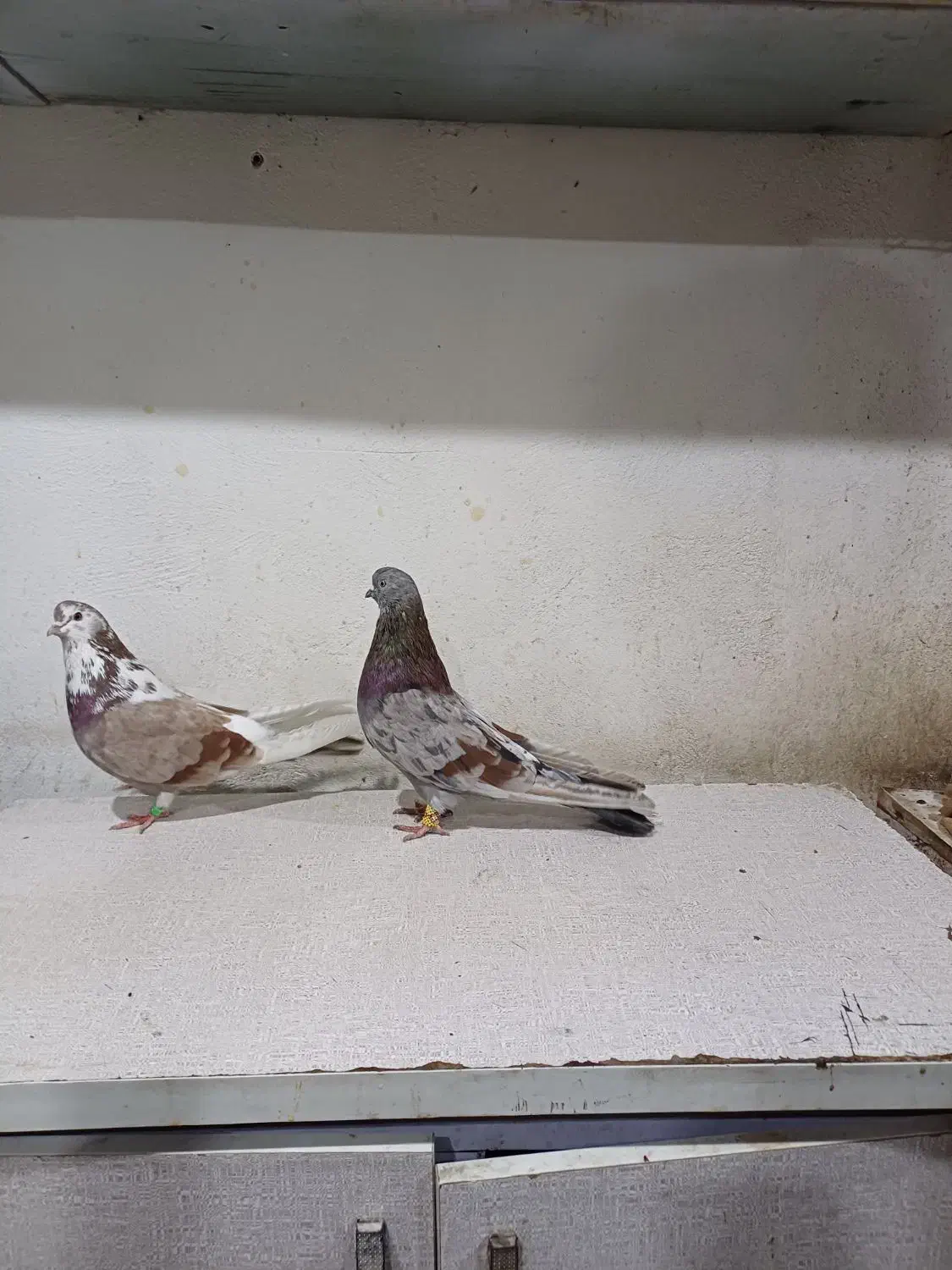 فروش کبوتررنگی|پرنده|بندر امام خمینی, |دیوار