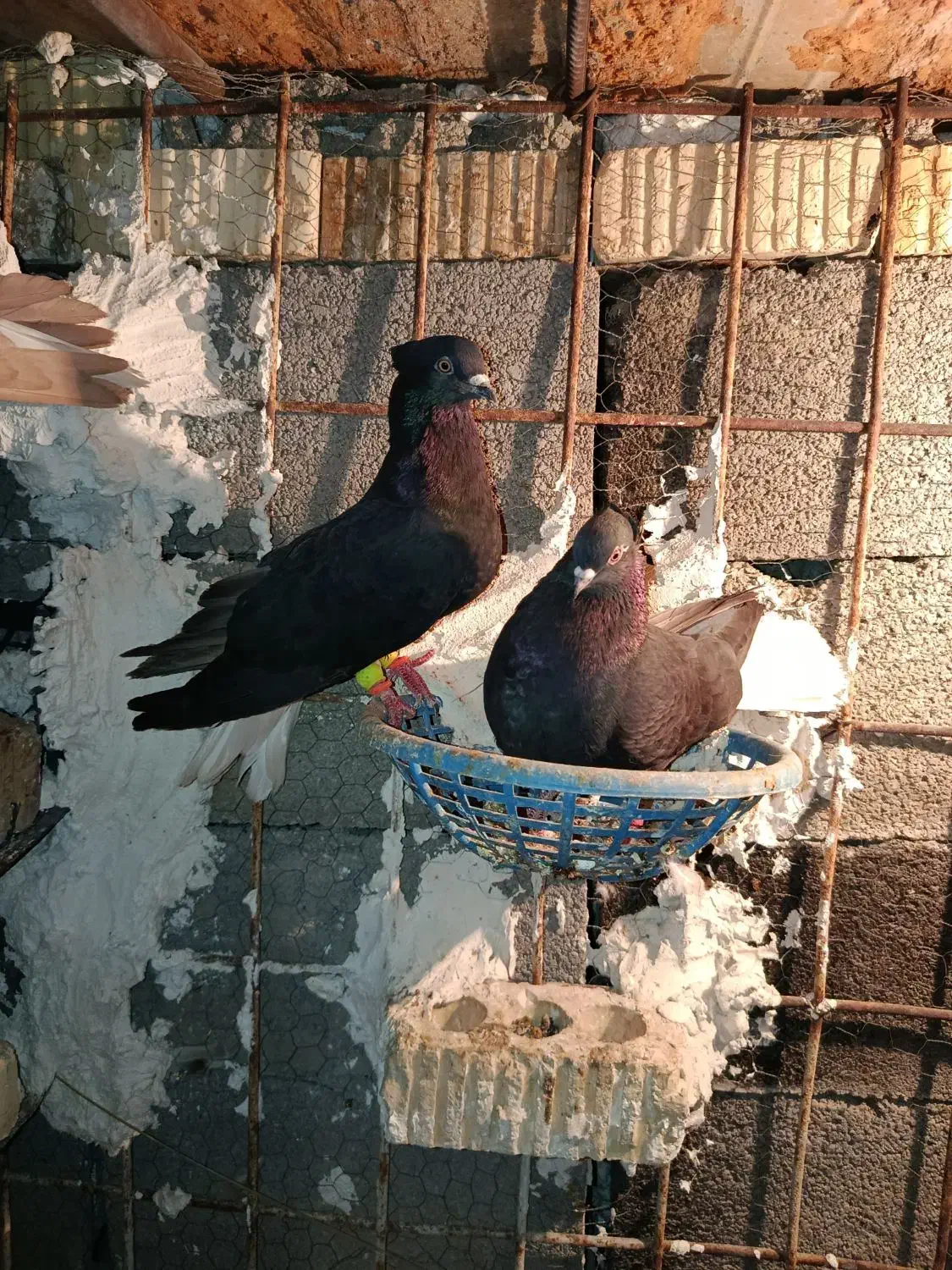 دم سفید|پرنده|بهبهان, |دیوار