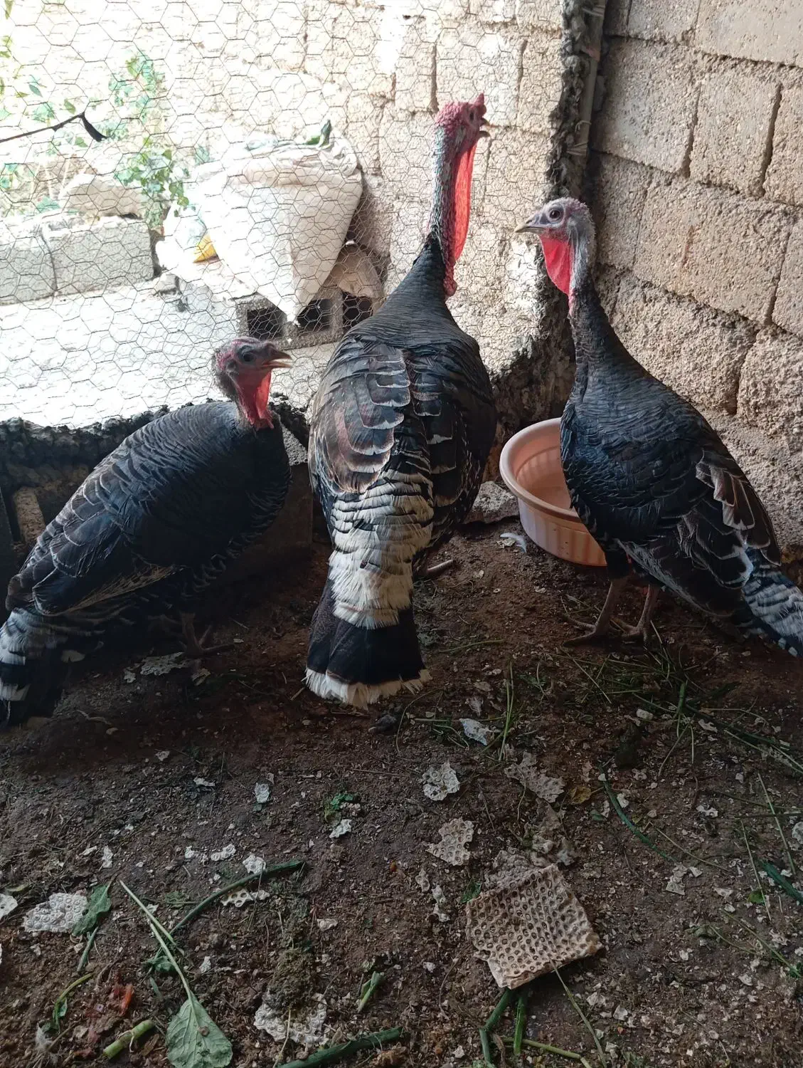 بوقلمون|حیوانات مزرعه|بندر گناوه, |دیوار