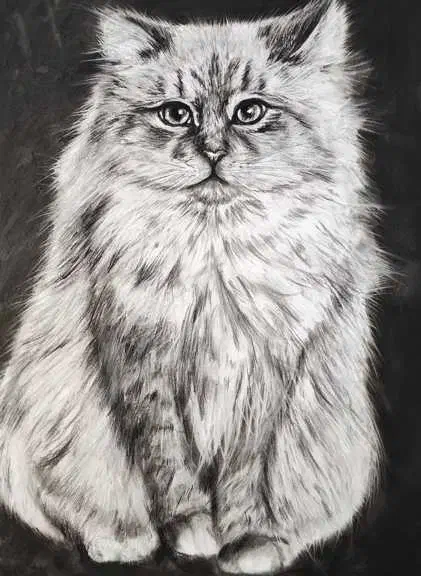 نقاشی سیاه قلم طرح گربه|تابلو، نقاشی، عکس|لاهیجان, شیشه گران|دیوار