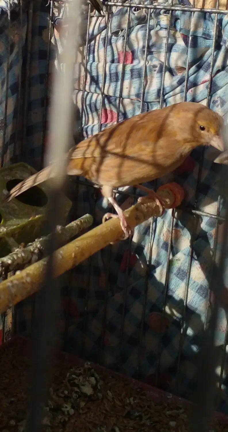 قناری شتری ماده|پرنده|شیبکوه (فارس), |دیوار