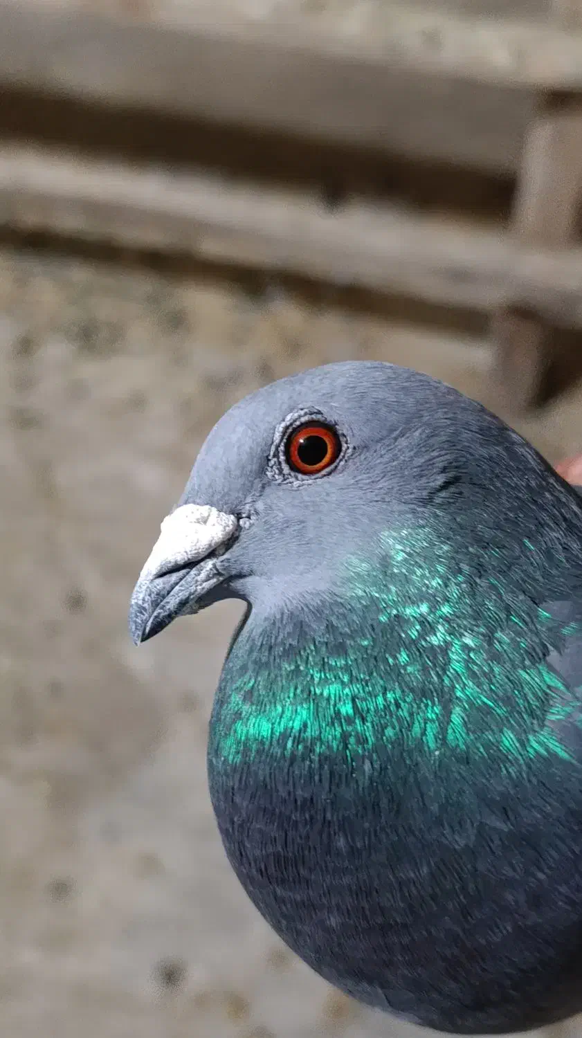 کبوتر پلاکی نر|پرنده|گچی, |دیوار