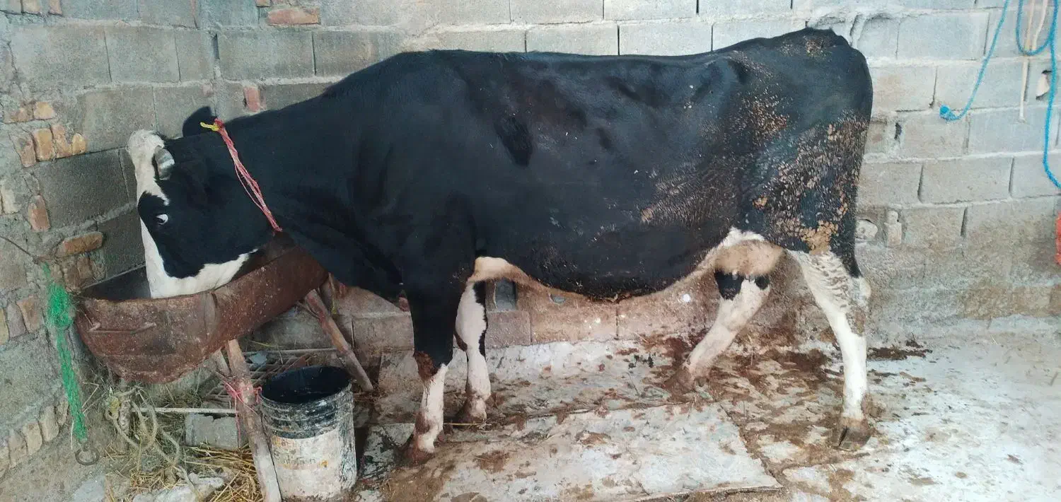 گاو|حیوانات مزرعه|آق قلا, |دیوار