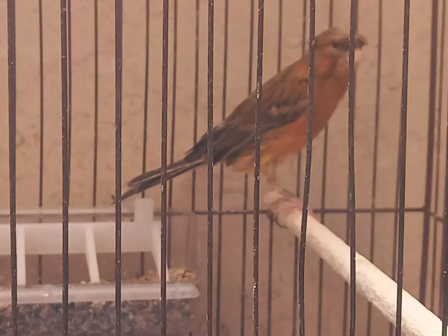 قناری نر  گلاستر|پرنده|خمینی‌شهر, |دیوار