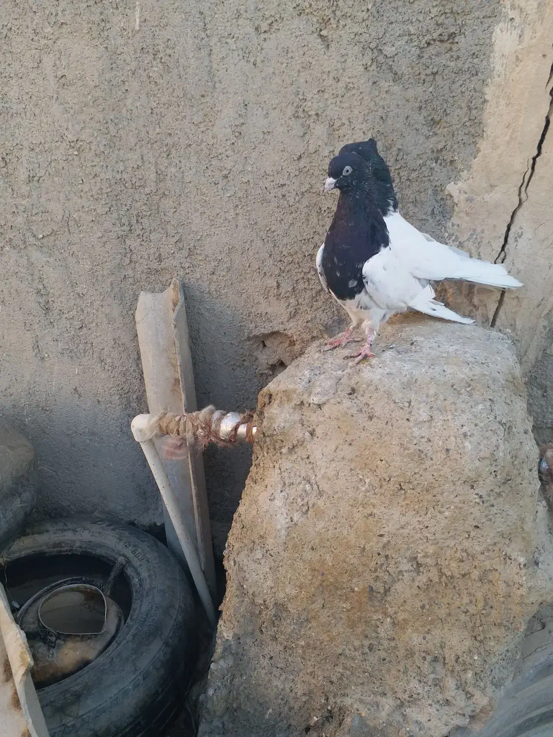 کله سیاه کاکل میخ|پرنده|زهک, |دیوار