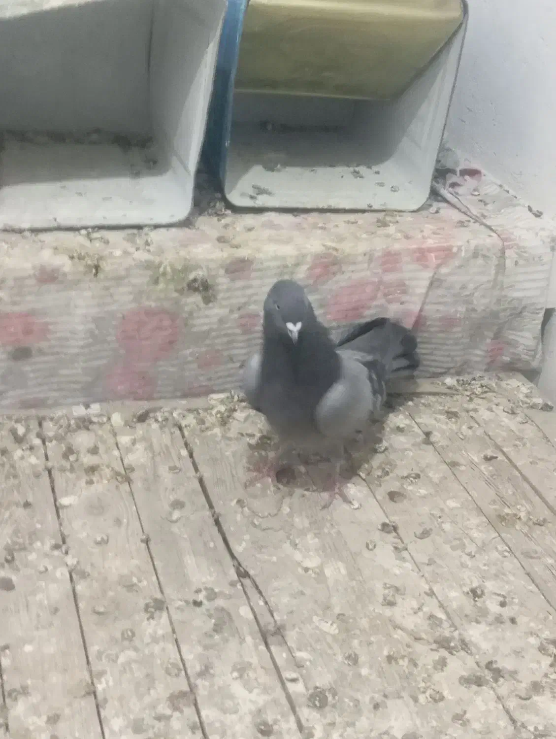 کفتر دم سیاه و سبز بازی کنه|پرنده|شهرضا, |دیوار