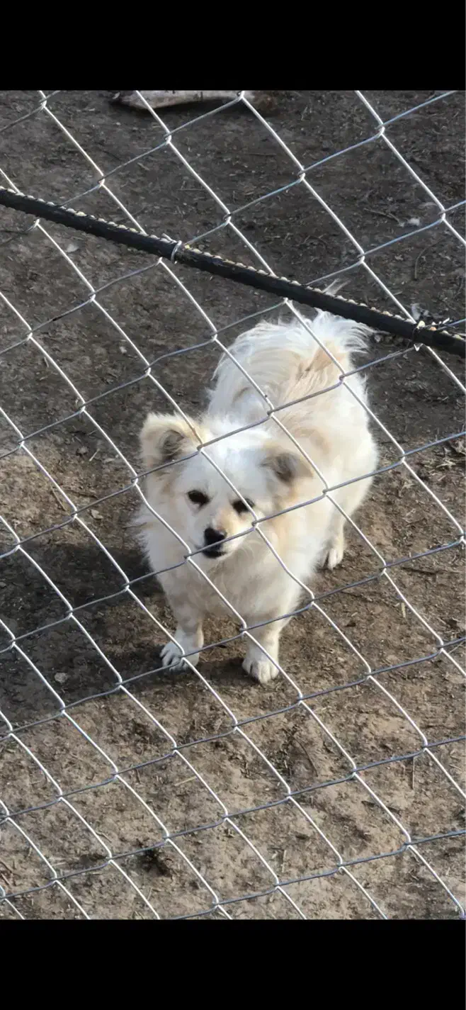 پامر اشپیتز|سگ|خرمدره, |دیوار