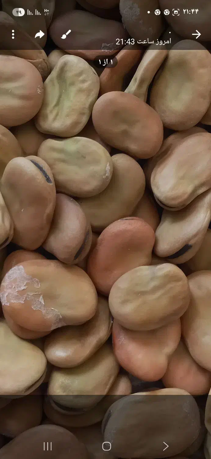 خشکبار تازه امسال واسه پخت وبذر ارسال از طارم|خوردنی و آشامیدنی|ماهیدشت, |دیوار