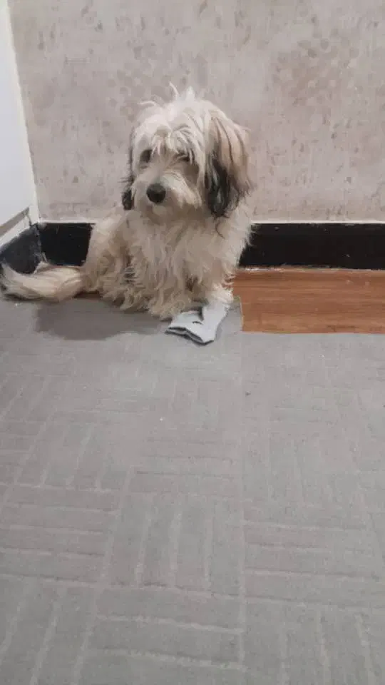 واگذاری سگ|سگ|اهواز, زیتون کارمندی|دیوار