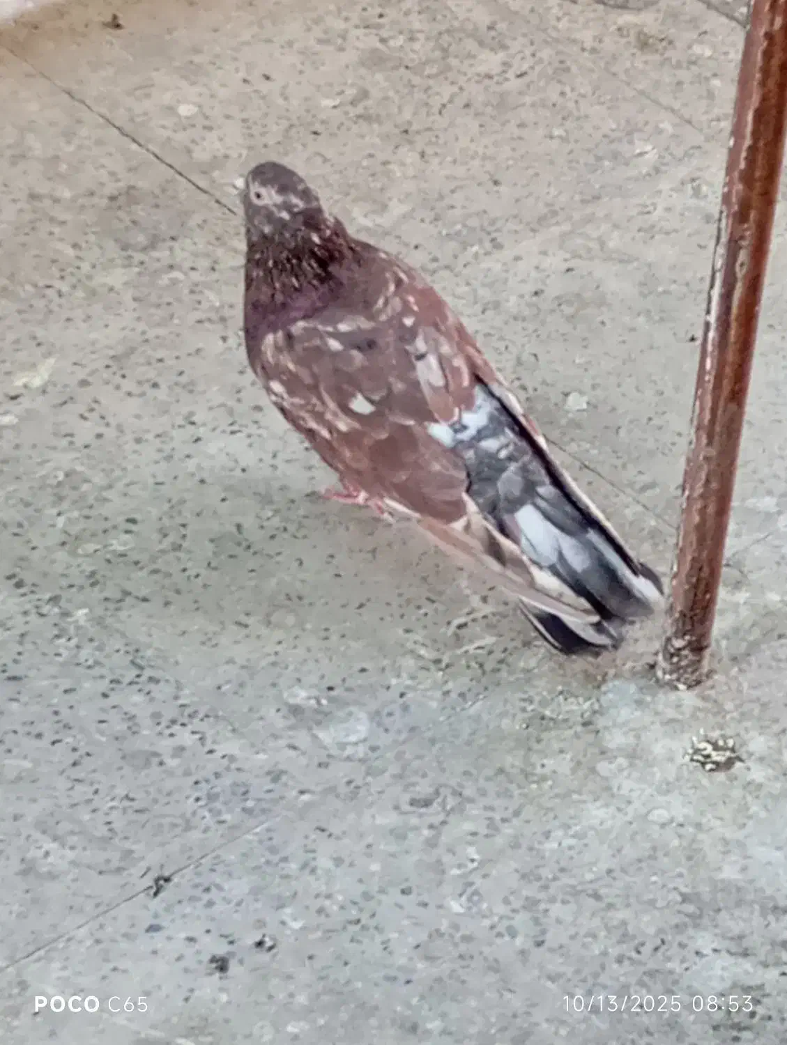 کبوتر سرور نر|پرنده|اصفهان, طامه|دیوار