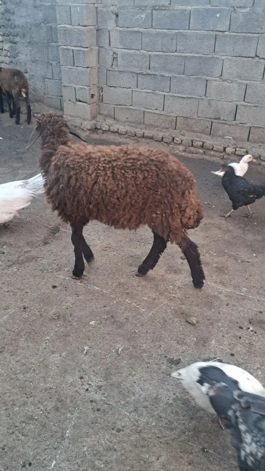 نر بره پرواری|حیوانات مزرعه|گرگان, |دیوار