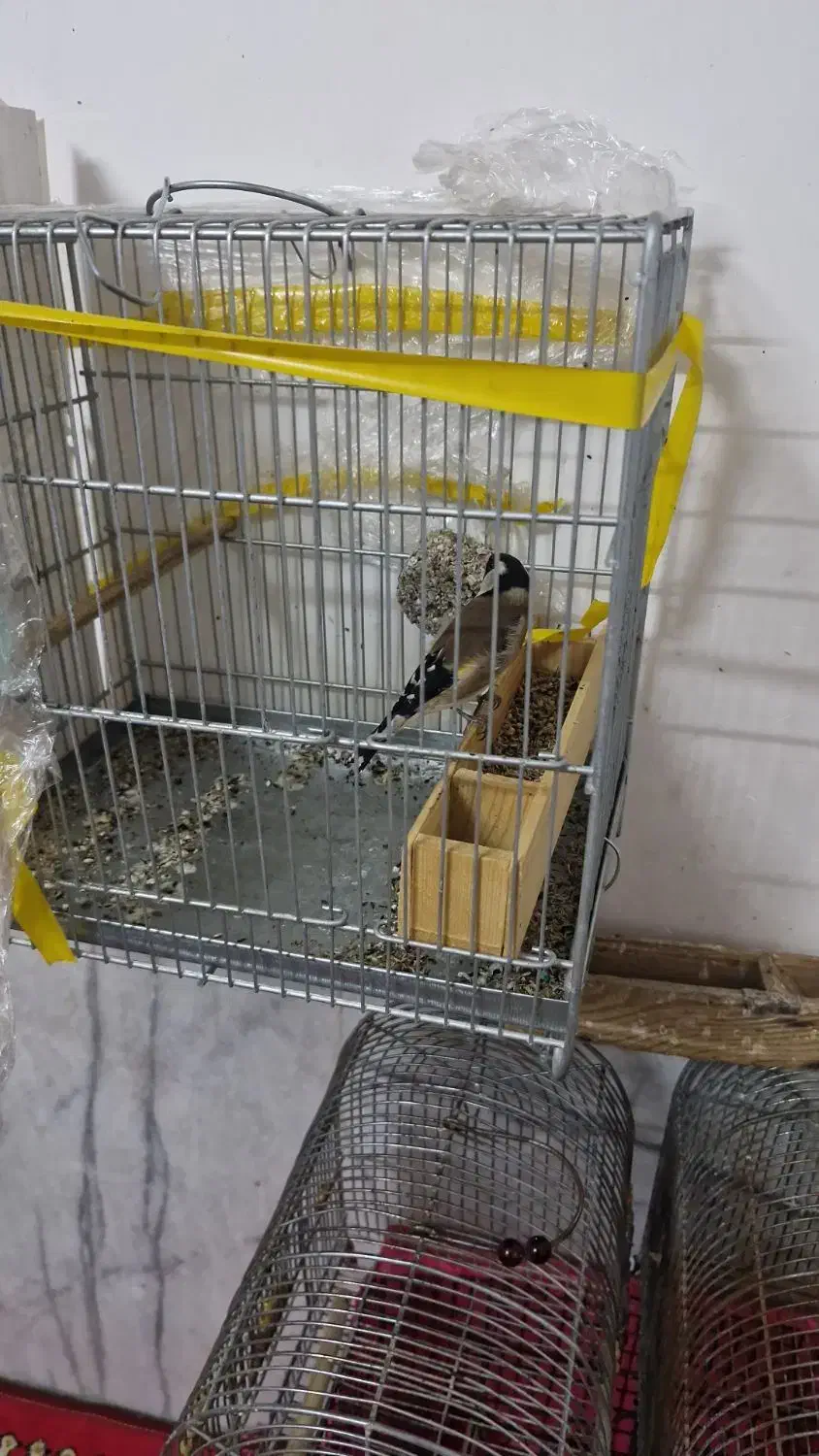 سهره گمشده|حیوانات|فسا, |دیوار