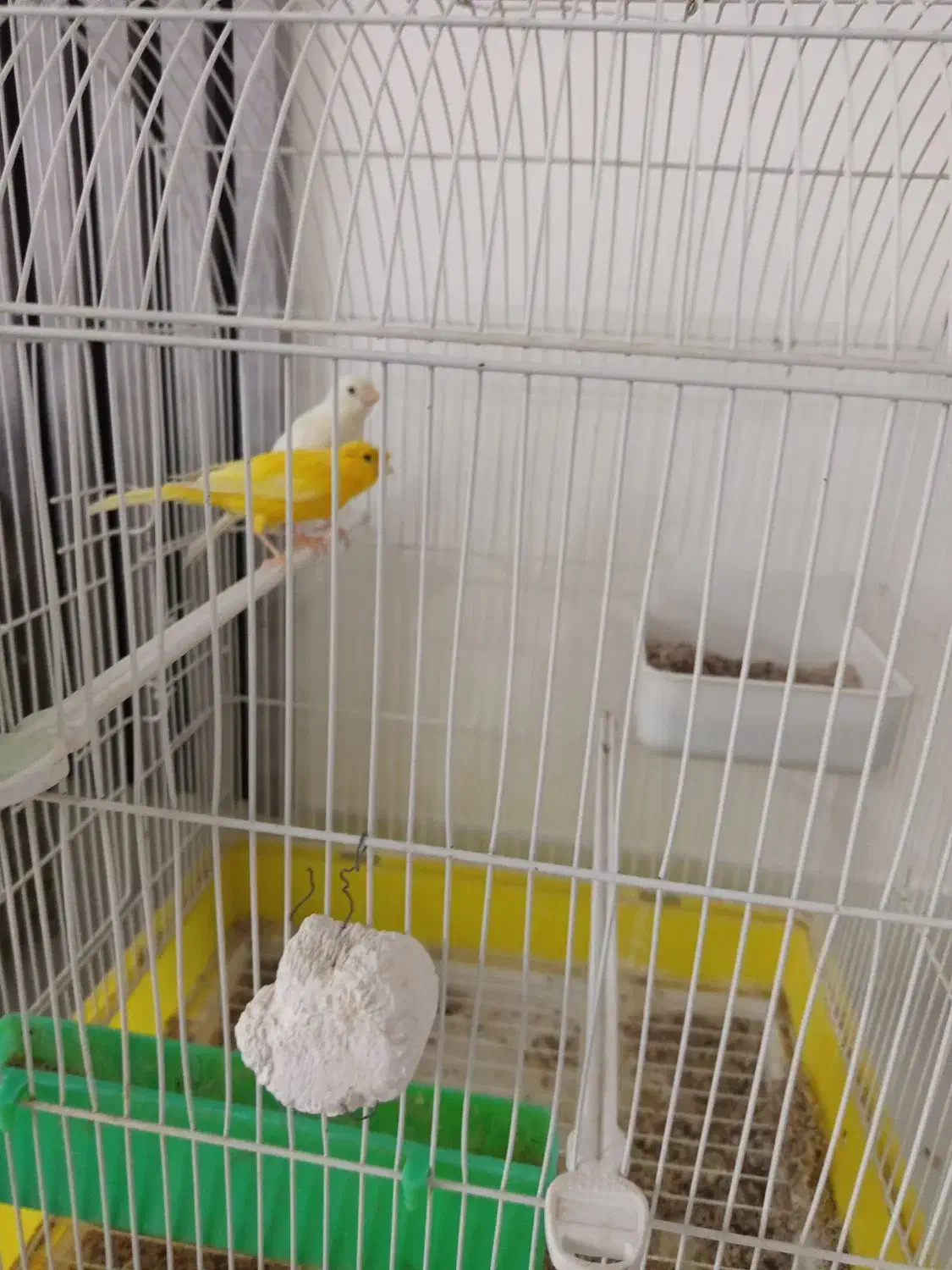 ماده قناری کاکل|پرنده|شهرضا, |دیوار