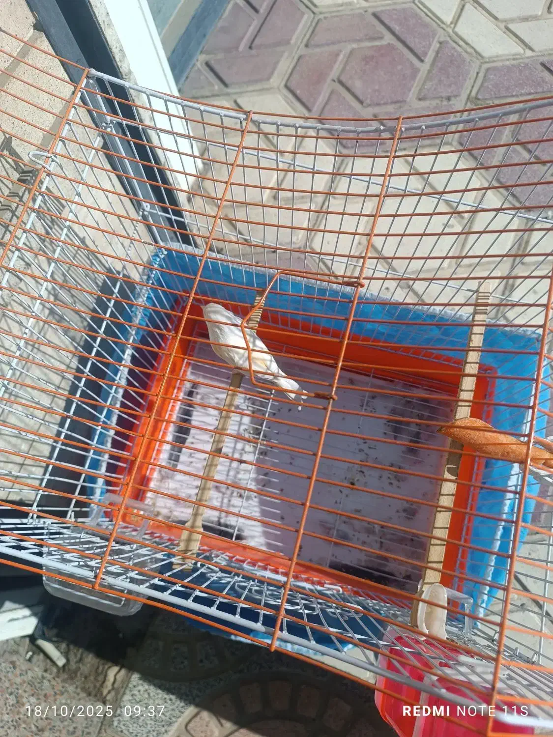 قناری ماده|پرنده|مریوان, |دیوار