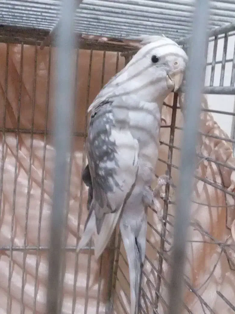 عروس هلندی مولد|پرنده|وحیدیه, |دیوار