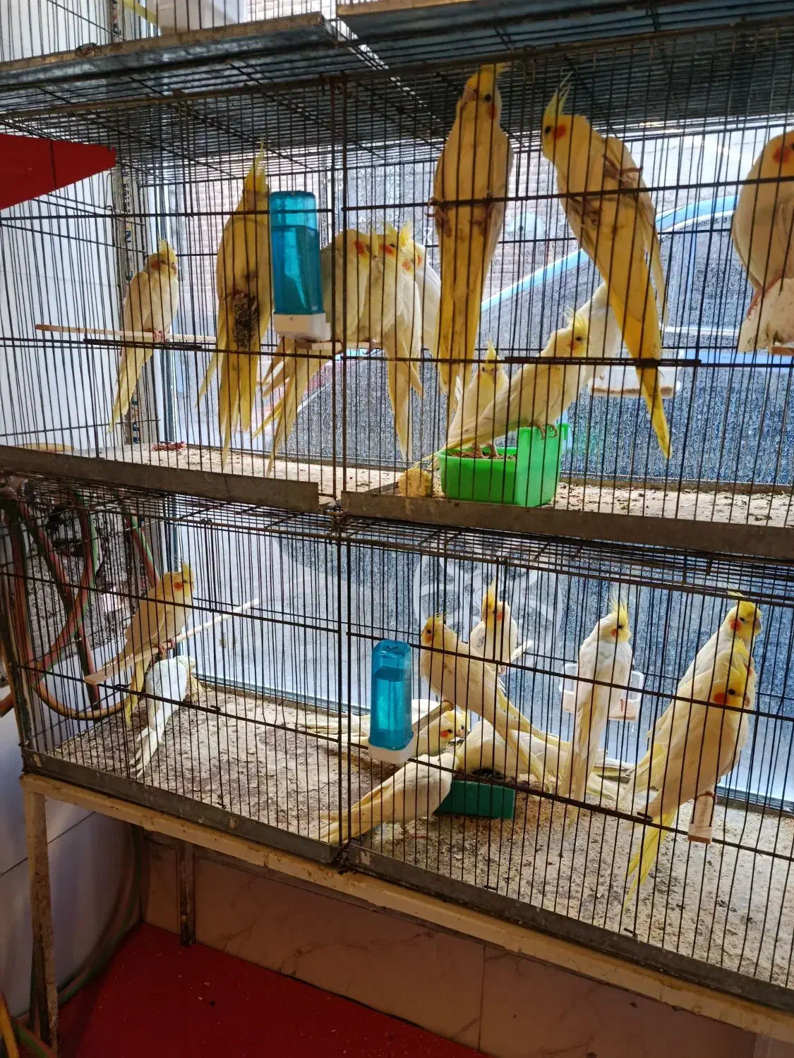 انواع طوطی|پرنده|اردبیل, |دیوار