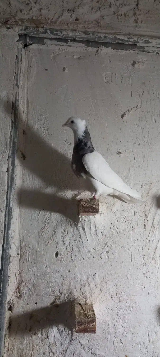 کفتر طوقی|پرنده|لالی, |دیوار