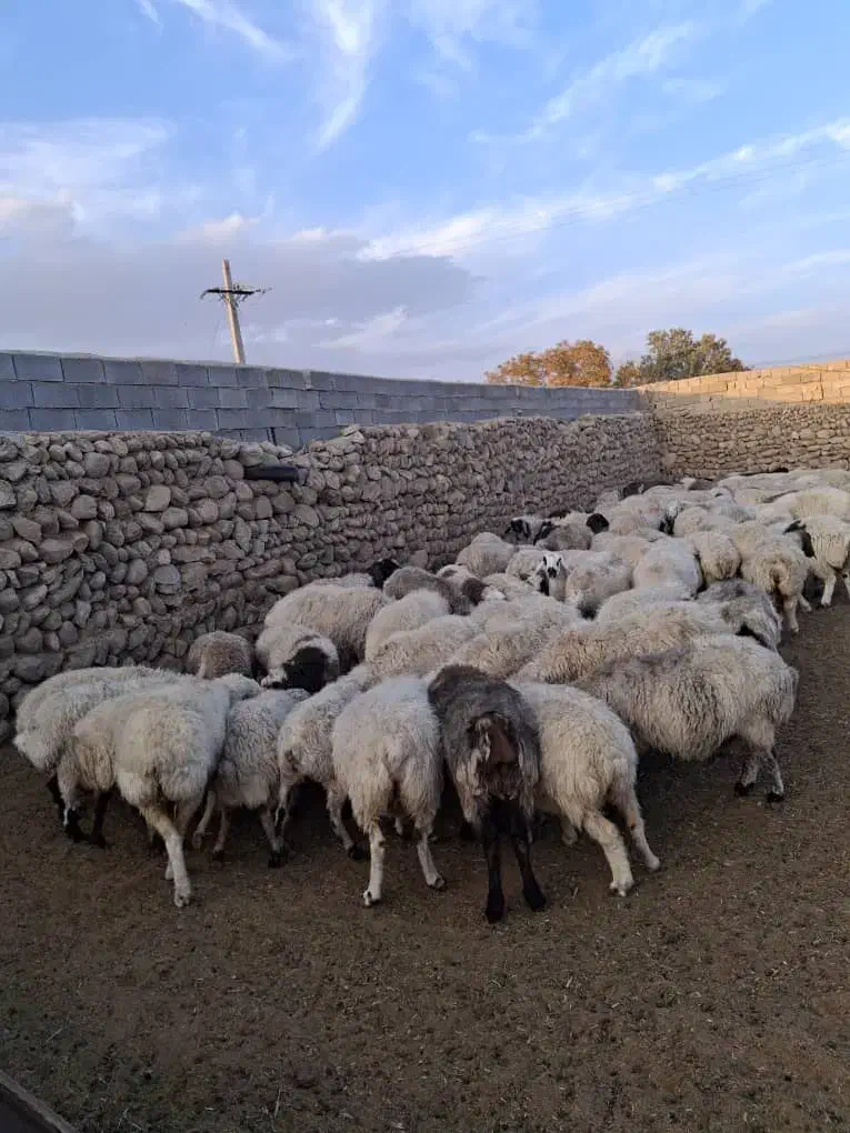 30راسمیشفروشی|حیوانات مزرعه|اقلید, |دیوار