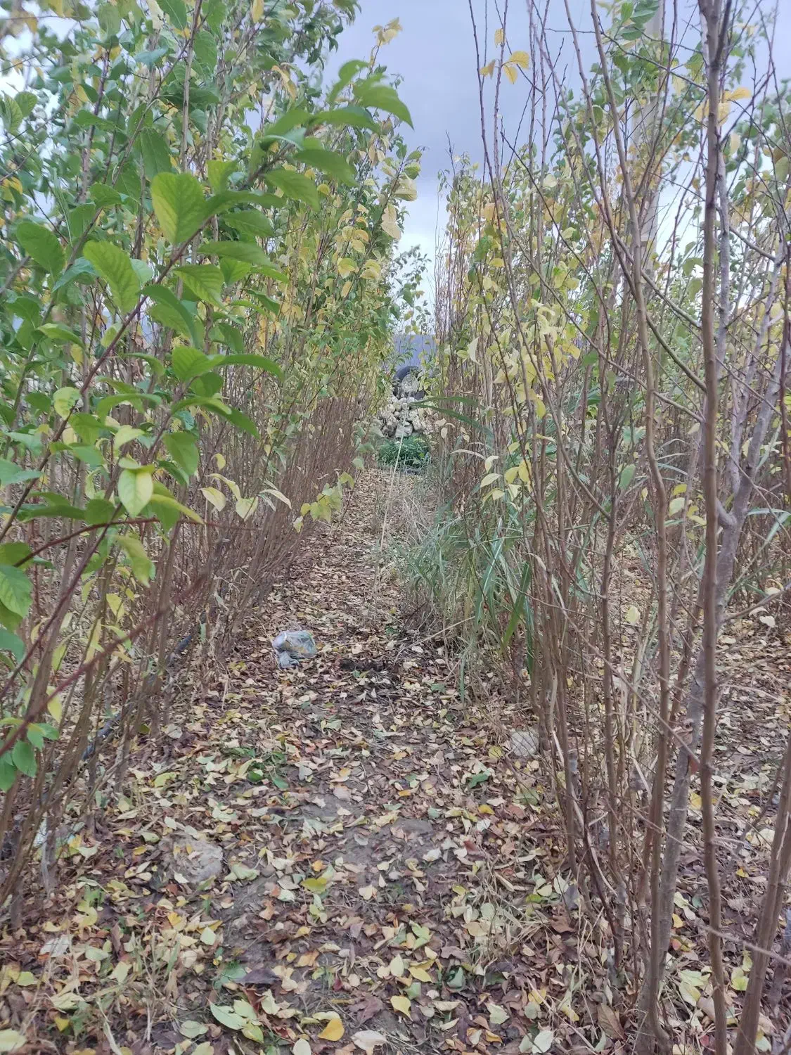 زردآلو|خدمات باغبانی و درختکاری|ایلام, |دیوار