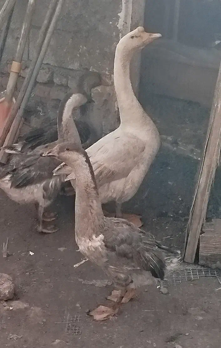 قوغاز|حیوانات مزرعه|مرند, |دیوار