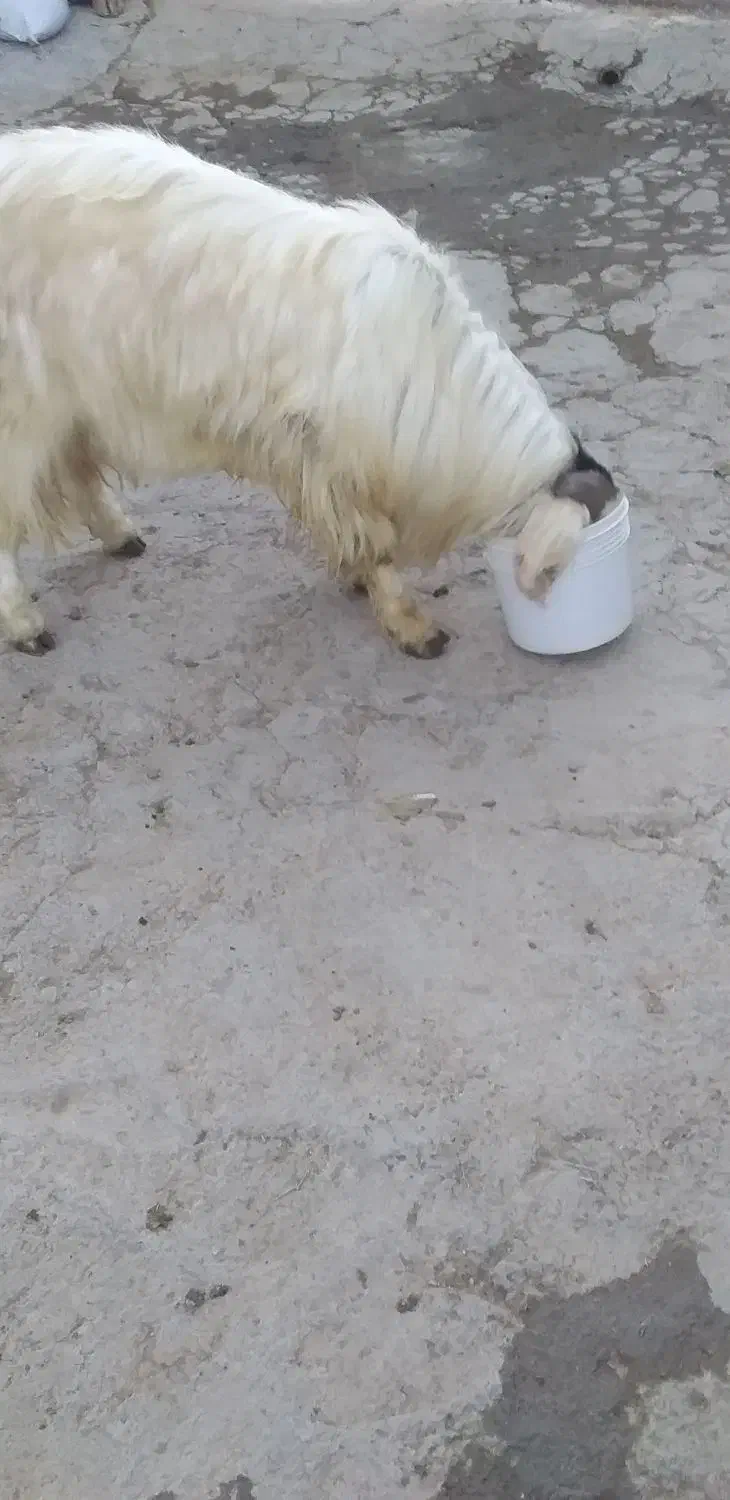 نربزدوقلوزا|حیوانات مزرعه|بجنورد, |دیوار